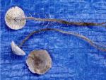 Dendrocollybia racemosa - Fungi Species