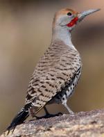 Gilded Flicker - Bird Species | Frinvelis jishebi | ფრინველის ჯიშები