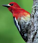 Red-breasted Sapsucker - Bird Species | Frinvelis jishebi | ფრინველის ჯიშები