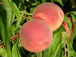Sugar Giant | Peach Species 