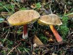Boletus chrysenteron - fungi species list A Z