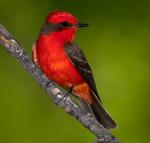 Vermilion Flycatcher - Bird Species | Frinvelis jishebi | ფრინველის ჯიშები