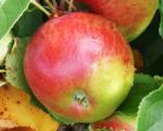 Burgundy - Apple Varieties list a - z  