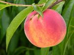 Bounty - Peach Species | ATMIS JISHEBI | ატმის ჯიშები