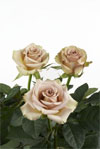 Hypnose - Rose Varieties | VARDI |  ვარდი                                                                                                                