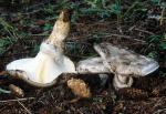 Catathelasma ventricosum - fungi species list A Z