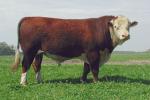 Polled Hereford - cow breeds list | dzroxis jishebi | ძროხის ჯიშები