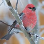 Pine Grosbeak - Bird Species | Frinvelis jishebi | ფრინველის ჯიშები