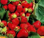 Honeoye | Strawberry Species 