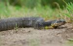 Nerodia erythrogaster  - Plain-bellied Watersnake | Snake Species