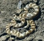 Hypsiglena ochrorhyncha nuchalata - California Nightsnake | Snake Species