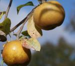 Golden Russet - Apple Varieties list a - z  