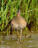 Clapper Rail - Bird Species | Frinvelis jishebi | ფრინველის ჯიშები