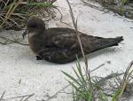 Herald Petrel - Bird Species | Frinvelis jishebi | ფრინველის ჯიშები