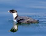 Ancient Murrelet - Bird Species | Frinvelis jishebi | ფრინველის ჯიშები