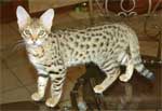 Savannah | Cat | Cat Breeds