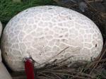 Calvatia booniana - fungi species list A Z
