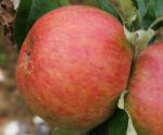 King of Tompkins County - Apple Varieties list a - z  