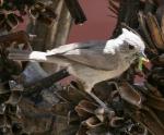 Juniper Titmouse - Bird Species | Frinvelis jishebi | ფრინველის ჯიშები