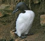 Thick-billed Murre - Bird Species | Frinvelis jishebi | ფრინველის ჯიშები