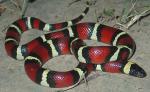 MILKSNAKE  Lampropeltis triangulum | Snake Species