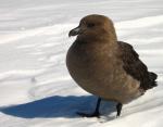 South Polar Skua  - Bird Species | Frinvelis jishebi | ფრინველის ჯიშები
