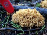 Ramaria myceliosa - Fungi Species