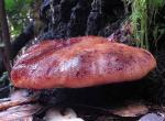 Fistulina hepatica - Fungi Species | sokos jishebi | სოკოს ჯიშები