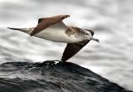 Streaked Shearwater - Bird Species | Frinvelis jishebi | ფრინველის ჯიშები