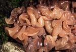Brown Witch's Butter: Tremella foliacea - Fungi Species