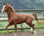 Gelderlander | Horse | Horse Breeds