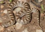 CHIHUAHUAN HOOK-NOSED SNAKE  <br />   Gyalopion canum | Snake Species