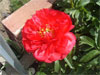 Cherry Ruffles 