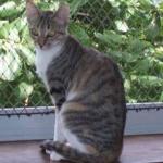 Brazilian Shorthair | Cat | Cat Breeds