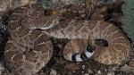 WESTERN DIAMOND-BACKED  RATTLESNAKE   <br />    Crotalus atrox - Snake Species | Gveli | გველი