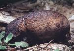 Pisolithus arhizus - Fungi Species | sokos jishebi | სოკოს ჯიშები
