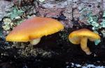 Gymnopilus sapineus - Fungi Species | sokos jishebi | სოკოს ჯიშები