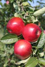 Jonamac | Apple Species 