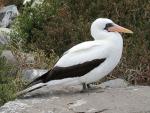 Masked Booby - Bird Species | Frinvelis jishebi | ფრინველის ჯიშები