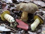 Boletus subtomentosus - fungi species list A Z