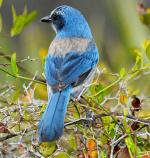 Florida Scrub-Jay - Bird Species | Frinvelis jishebi | ფრინველის ჯიშები