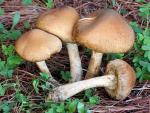 Lacrymaria lacrymabunda - Fungi Species