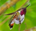 Bumblebee Hummingbird - Bird Species | Frinvelis jishebi | ფრინველის ჯიშები