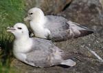 Northern Fulmar - Bird Species | Frinvelis jishebi | ფრინველის ჯიშები