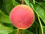 Canadian Harmony - Peach Species | ATMIS JISHEBI | ატმის ჯიშები