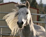 Shagya Arab | Horse | Horse Breeds