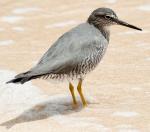 Wandering Tattler - Bird Species | Frinvelis jishebi | ფრინველის ჯიშები