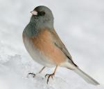Dark-eyed Junco - Bird Species | Frinvelis jishebi | ფრინველის ჯიშები