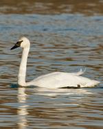 Tundra Swan - Bird Species | Frinvelis jishebi | ფრინველის ჯიშები