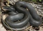 Coluber constrictor priapus - Southern Black Racer | Snake Species